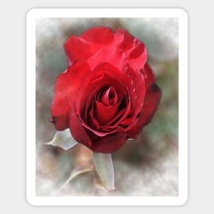 Red Rose Bloom In Watercolor Sticker